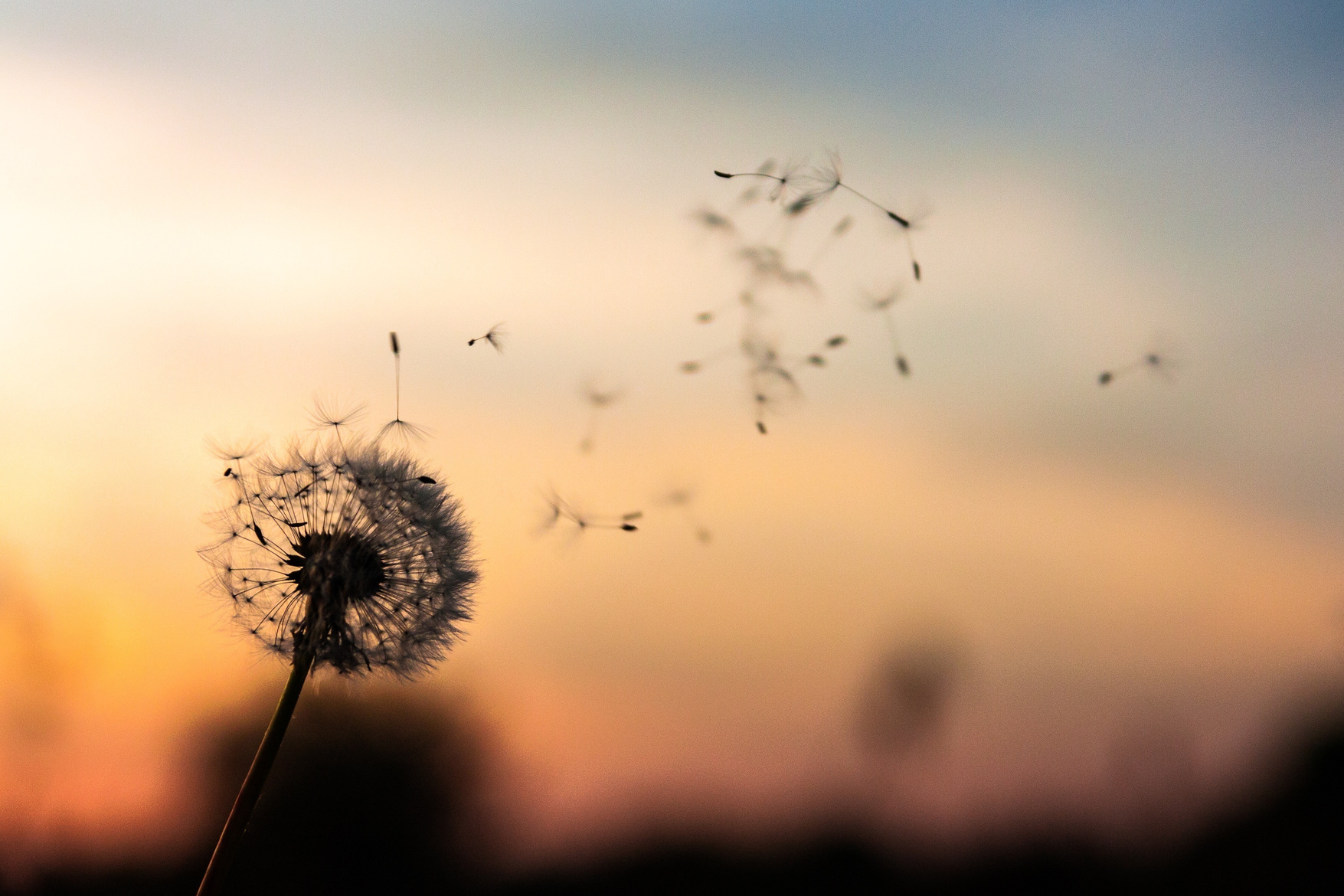 Dandelion Seeds Flying in the SKy