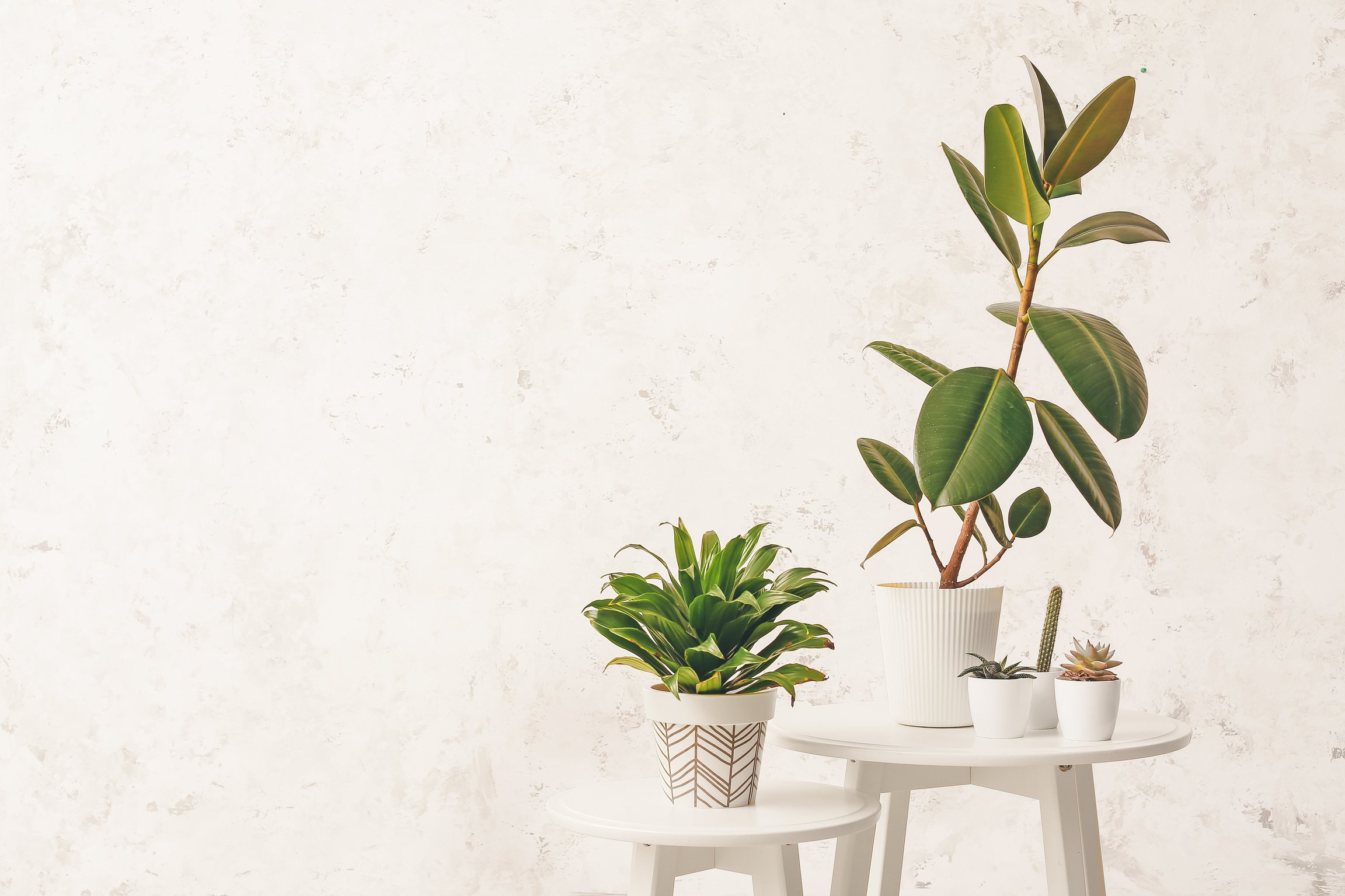 Indoor Plants on Tables